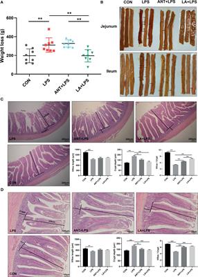 Integrating Serum Metabolome and Gut Microbiome to Evaluate the Benefits of Lauric Acid on Lipopolysaccharide- Challenged Broilers